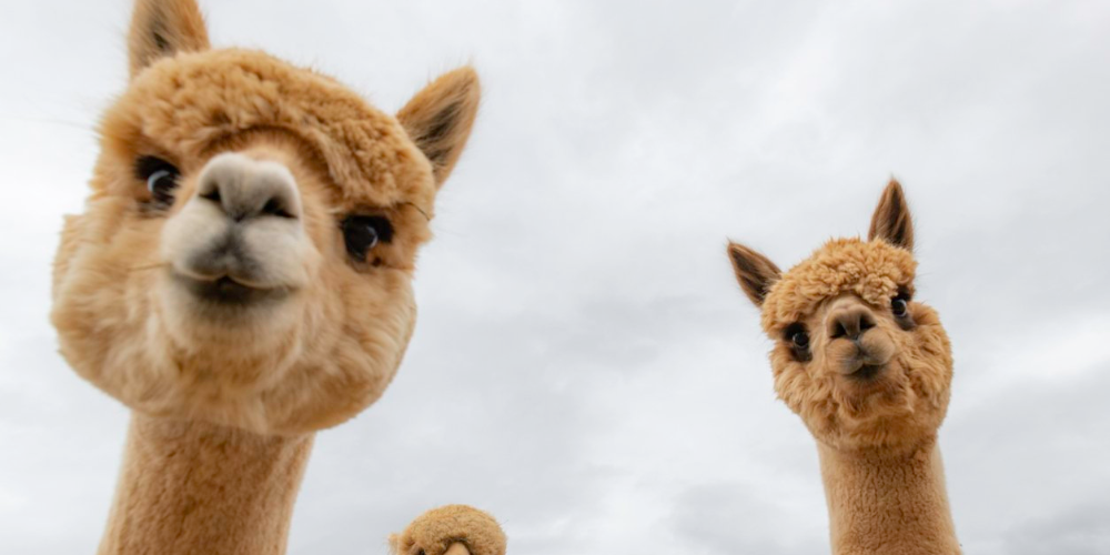 Alpacas