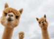 Alpacas