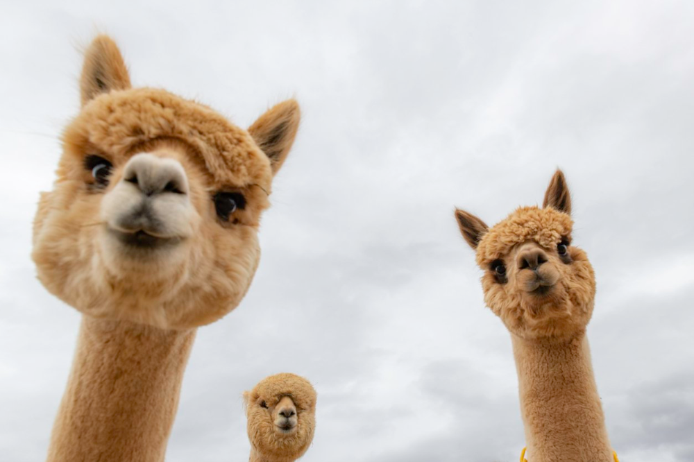 Alpacas